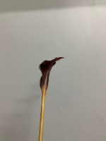 Hoogwaardige realistische Calla Lelie kunstbloemen met lange steel, bordeauxrood, voor thuis, bruiloft, tafelvaasjes, binnendecoratie