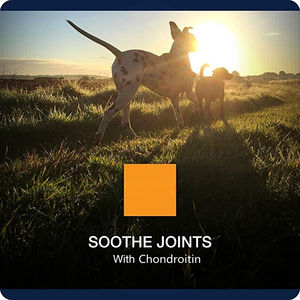 อาหารเสริมบำรุงสะโพกและข้อสำหรับสุนัขผลิตภัณฑ์ดูแลสุขภาพสัตว์เลี้ยงพร้อมกลูโคซามีน - Product Image 6