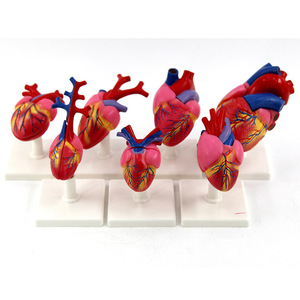 Modelo de Corazón de Siete Principios - Product Image 1