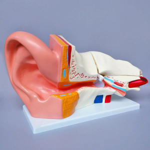 Modèle d'anatomie de l'oreille utilisé pour la vitrine de magasin et l'enseignement - Product Image 2