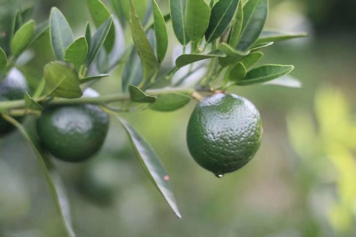 Citrus Aurantium Extract 90% 95% Hesperidin Diosmin Powder 5