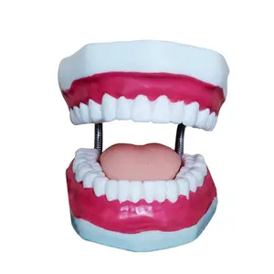 Various types of teeth and jaw model