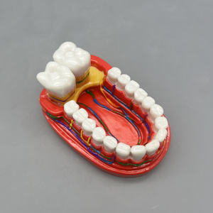 โมเดลฟันสำหรับการสื่อสารทางการแพทย์การแสดงผลในช่องปาก - Product Image 5