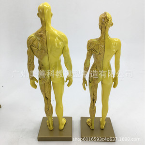 30cm  CG - Product Image 3