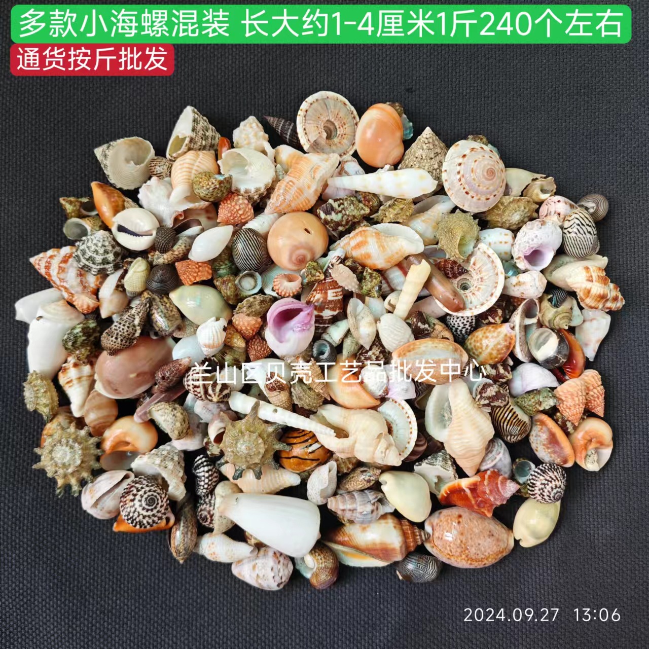 Assortiment de petites conques mélangées, 0,5 kg, longueur 1 à 4 cm.