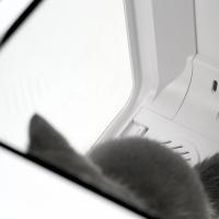 Séchoir pour animaux de compagnie de grande capacité 66L pour chats, petits chiens, toilettage ventilateur armoire sèche-chien