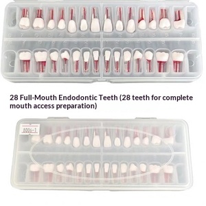 Práctica de Examen Dental: Gránulos de Resina para Conductos Radiculares Orales, 28 Dientes Completos Ex Vivo, Portátil, para Uso en Laboratorios Escolares/<span class=keywords><strong>Universitarios</strong></span> - Product Image 3