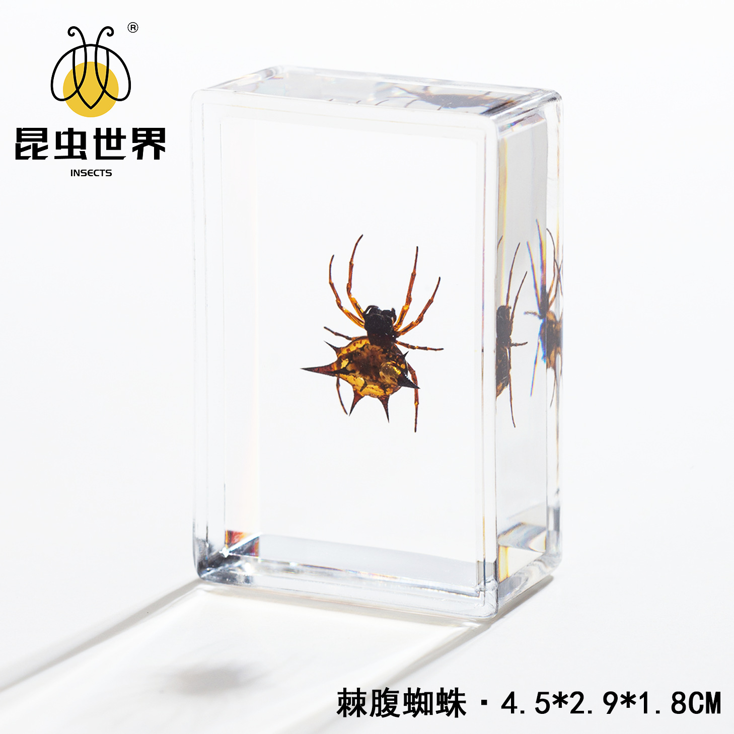 Thorny-bellied spider-452918cm