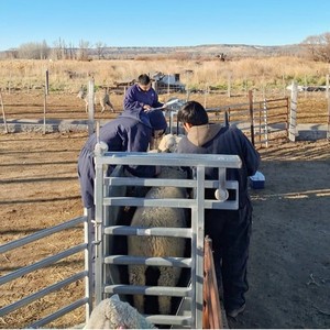 Hot bán mạ kẽm Chứng Khoán Bảng điều chỉnh chăn nuôi feedlot gia súc Hog dây bảng điều chỉnh - Product Image 5