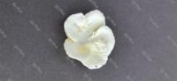 Tout nouveau CW18D blanc cire résine bijoux coulée haute cire résine pour ANYCUBIC PHOTON M3 PREMIUM imprimante 3D