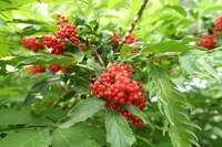 Fournisseur de l'extrait pur de fruits d'églantier, poudre naturelle d'églantier