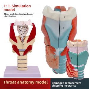 Modèle anatomique 2X agrandi pour la formation médicale, en PVC, représentant le pharynx, le larynx avec les vaisseaux sanguins, la thyroï<span class=keywords><strong>de</strong></span> et le pomme <span class=keywords><strong>de</strong></span> l'œuf d'Adam, pour l'enseignement - Product Image 4
