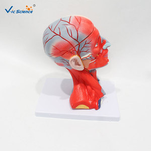 Modèle anatomique détaillé de la tête et du cou avec cerveau ; modèle pédagogique médical de la structure détaillée de la tête et du cou humains. - Product Image 3