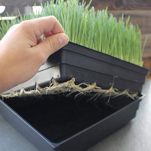 Sprouting Nursery Seeding <strong>10x20</strong> <strong>Growing</strong> <strong>Trays</strong> extra Strength Barley Green Forage Fodder Grow <strong>Trays</strong> 10 X 20 Hydroponic - Product Image 2