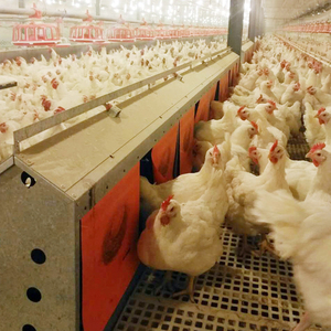 Chất lượng cao gà và gia cầm chăn nuôi trứng đẻ Hộp 220V động cơ Vật liệu thép không gỉ trang trại 220V động cơ Sản phẩm mới - Product Image 1