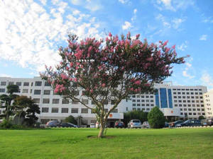 Mini arbres à myidéale pour la fabrication artisanale, résistante aux Uv, respectueux de l'environnement, gris, <span class=keywords><strong>rouge</strong></span>, plante artificielle, 1 unité - Product Image 4