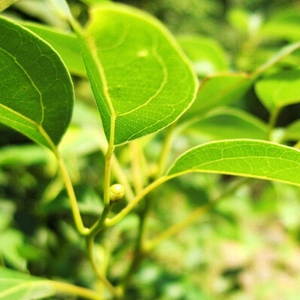 탑 판매 자연 녹나무 원료 - Product Image 6