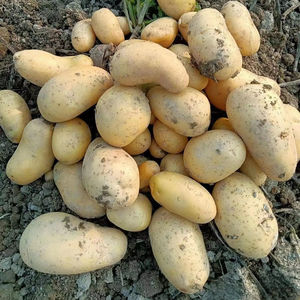 Органический 100% чистый натуральный свежий картофель высокого качества оптом от экспортера - Product Image 1