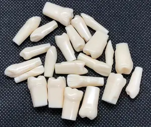 نموذج أسنان للتدريب على طب الأسنان، أسنان Typodont، أسنان صناعية، نموذج أسنان Frasaco - Product Image 2