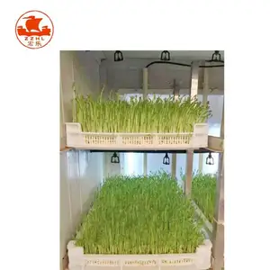 Brand New Plant Industries System Germination Cabinet Commercial Equipment For Farms Corn Sprouting Machine Wheat Sprout Device