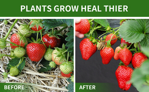 Thoáng khí không dệt thực vật bao gồm vải-<span class=keywords><strong>uv</strong></span> ổn định nhà kính bao gồm, nông nghiệp Weed rào cản mulch cho Crop bảo vệ - Product Image 4