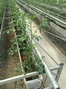 Commercial Greenhouse Glass Greenhouse Hydroponic Growing Systems Greenhouse Used Vegetables