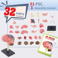 Modelo de Anatomía del Cerebro Humano para Estudiantes, Juguete Educativo de Ciencia para Niños, Ensamblaje DIY de Órganos del Cuerpo Humano