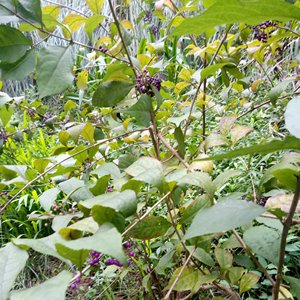 DA Ye Zi Zhu bigleaf beautyberry Leaf ก้านธรรมชาติ Callicarpa macrophylla - Product Image 2