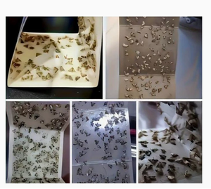 Pièges à mites de garde-manger avec phéromones, piège collant pour mites des vêtements, non toxique, sûr pour la maison <span class=keywords><strong>et</strong></span> la cuisine - Product Image 3