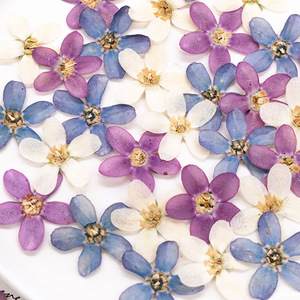 Véritables fleurs séchées pressées de plantes Blue Star pour scrapbooking, fabrication de cartes, marque-pages et <span class=keywords><strong>d</strong></span>écoration de cadres - Product Image 6