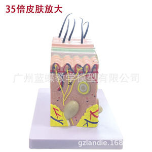 แบบจำลองผิวหนังขยายขนาด 35 เท่า; แบบจำลองโครงสร้างผิวหนังขยายขนาด; โครงสร้างชั้นเนื้อเยื่อสามมิติ; ความงามทางการแพทย์ระดับจุลภาค - Product Image 2