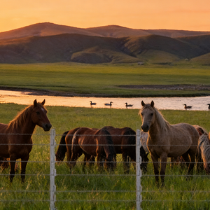 Postes de Fibra de Vidrio para Cercas Eléctricas, Postes de Fibra de Vidrio para Cercas, Poste de Fibra de Vidrio para Cerca Eléctrica, Listones de Fibra de Vidrio, Cerca de Alambre - Product Image 5