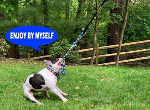 Juguete Colgante Elástico para Perros, Juguete Interactivo de Tirar para <span class=keywords><strong>Pitbull</strong></span> y Perros Pequeños a Grandes para Ejercicio y Juego Individual - Product Image 6