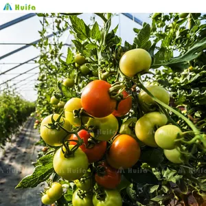 Schnelle Lieferung gute Qualität mehrjährige Kunststofffolie Tunnel Gewächshaus Obst-Tomaten-Anbau
