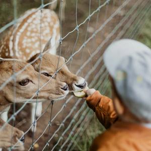 Clôture de pâturage pour élevage caprin en PVC tissé de technique avancée XG, <span class=keywords><strong>hauteur</strong></span> 4-8 pieds, équipement économique - Product Image 3