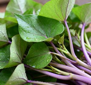 Abd/ab depo gıda sınıfı <span class=keywords><strong>Basella</strong></span> <span class=keywords><strong>Alba</strong></span> özü 4:1 10:1 toz Malabar ıspanak özü tozu - Product Image 3