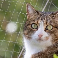 Pawise-Filet de sécurité pour chat résistant aux morsures et aux déchirures-Filet de protection durable en nylon pour chien et chat-Filet de protection pour fenêtre de balcon