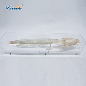 Especímen de esqueleto anatómico de bagre, espelemaquita completa de pez de agua dulce, material didáctico para la educación en biología y - Product Image 1
