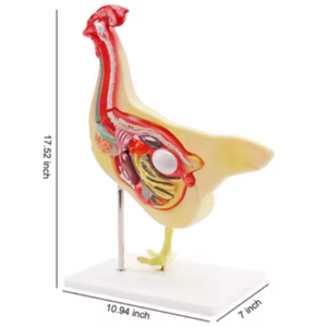 โมเดลการสอนเกี่ยวกับสัตวแพทย์โมเดล<span class=keywords><strong>กายวิภาค</strong></span>ของไก่โดยตรงจากโรงงาน - Product Image 5