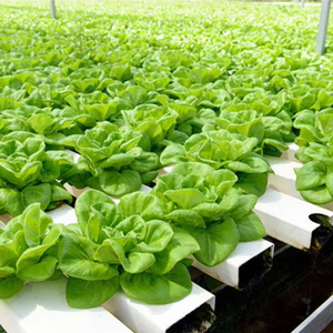 Hoàn thành năng suất cao ngang nft hệ thống thủy canh PVC kênh thương mại thủy canh nft hệ thống lớn - Product Image 2