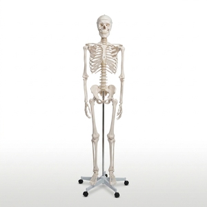 Modèle <span class=keywords><strong>de</strong></span> <span class=keywords><strong>squelette</strong></span> humain grandeur nature 180 cm pour l'enseignement <span class=keywords><strong>de</strong></span> l'anatomie avec bras et jambes amovibles - Product Image 2