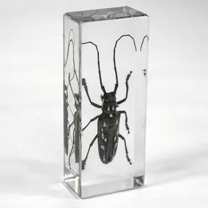 real Long-horned Beetle resin ornaments new cool scary wholesale factory 110*43 mm new cube blocks clear acrylic resin crafts