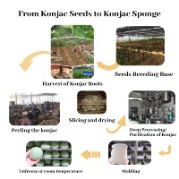 Esponja Corporal de Konjac 100% Natural, Forma de Ola, Esponja Exfoliante de Konjac, Cadena de Producción Completa