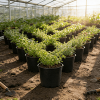 Pot Bunga Plastik Ramah Lingkungan Biodegradable Tahan Lama HuaJin 15 Galon dengan Lubang Drainase dan Sistem Penyiraman Otomatis untuk Menyemai di Kebun