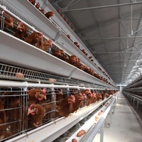 Bâtiments en structure acier de type A de haute qualité et personnalisés pour l'élevage de 1000 poules pondeuses