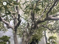 Taille et forme personnalisées grand olivier artificiel facile à installer intérieur maison hôtel naturel vert en plastique fausse plante