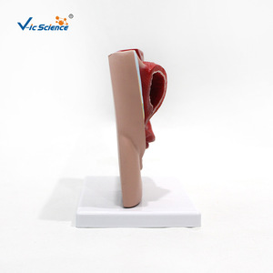 Modèle d'anatomie sagittale pelvienne féminine, modèle du système urogénital, modèle médical d'anatomie humaine en section sagittale médiane - Product Image 4