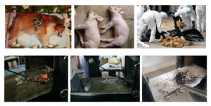 Machine de crémation pour animaux de compagnie, incinérateur pour chiens, chats et animaux, équipement d'élimination <span class=keywords><strong>funéraire</strong></span> respectueux de l'environnement - Product Image 4