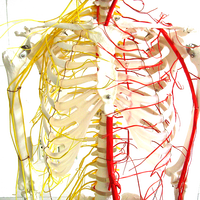 Modelo de enseñanza biológica de laboratorio, esqueleto humano de 170cm de los nervios espinales con las principales venas y los nervios espinales de PVC