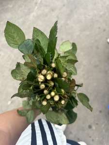 Grosir Pabrik bunga mawar tinggi Merah Hari Valentine sarung ibu dengan bunga - Product Image 4